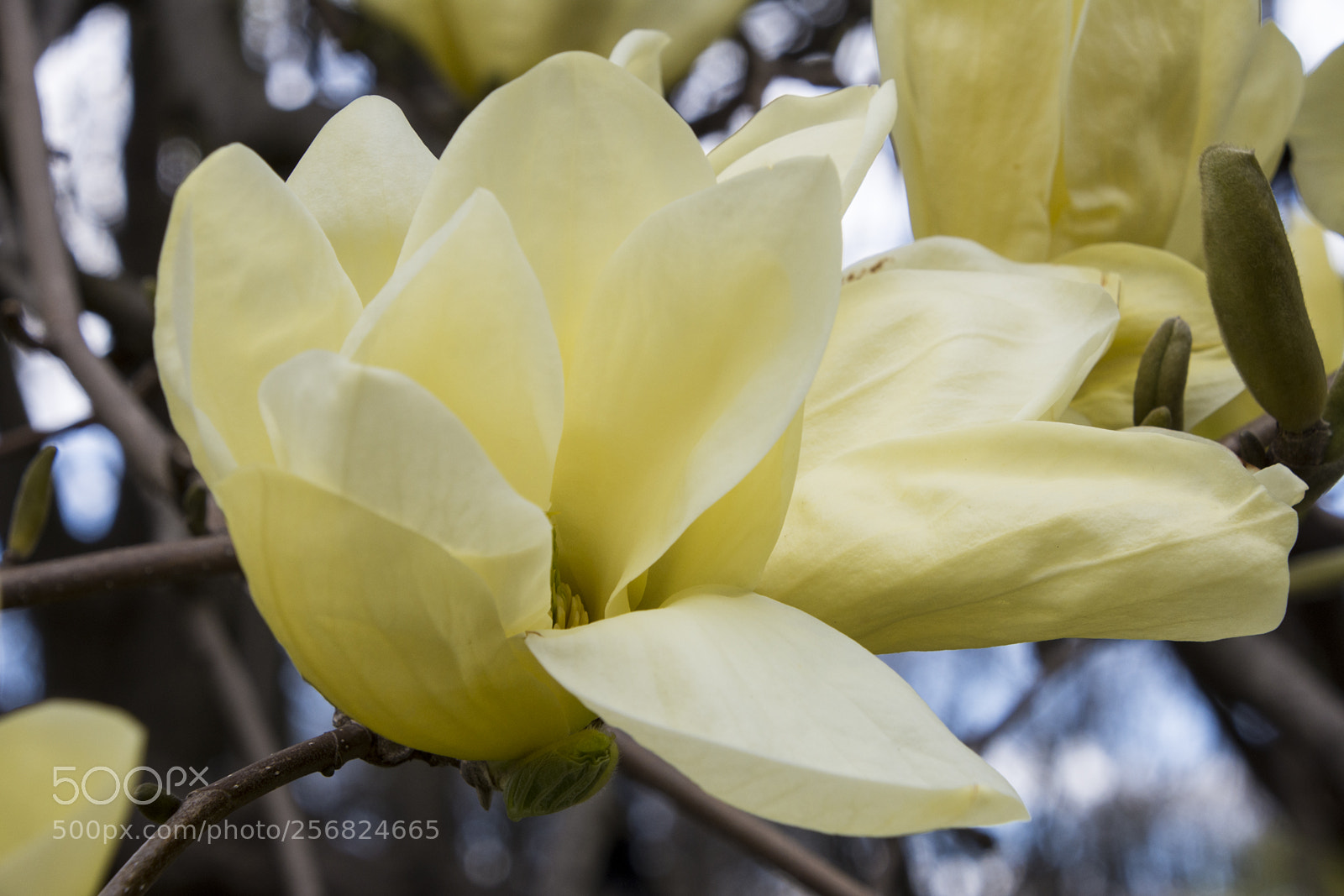 Nikon D7200 sample photo. Tree flowers photography