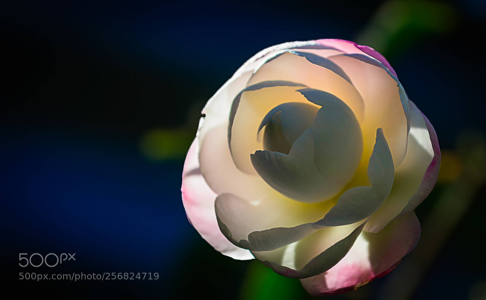 Nikon D610 sample photo. Camelia sasanqua photography