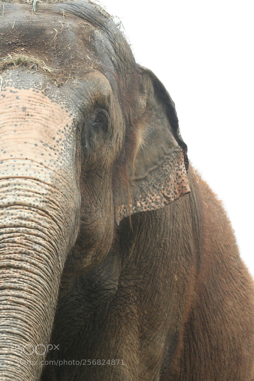 Canon EOS 350D (EOS Digital Rebel XT / EOS Kiss Digital N) sample photo. Elephant photography
