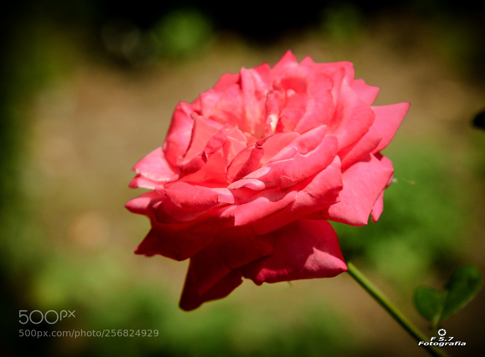 Canon EOS 7D sample photo. Flores de alhambra 5 photography