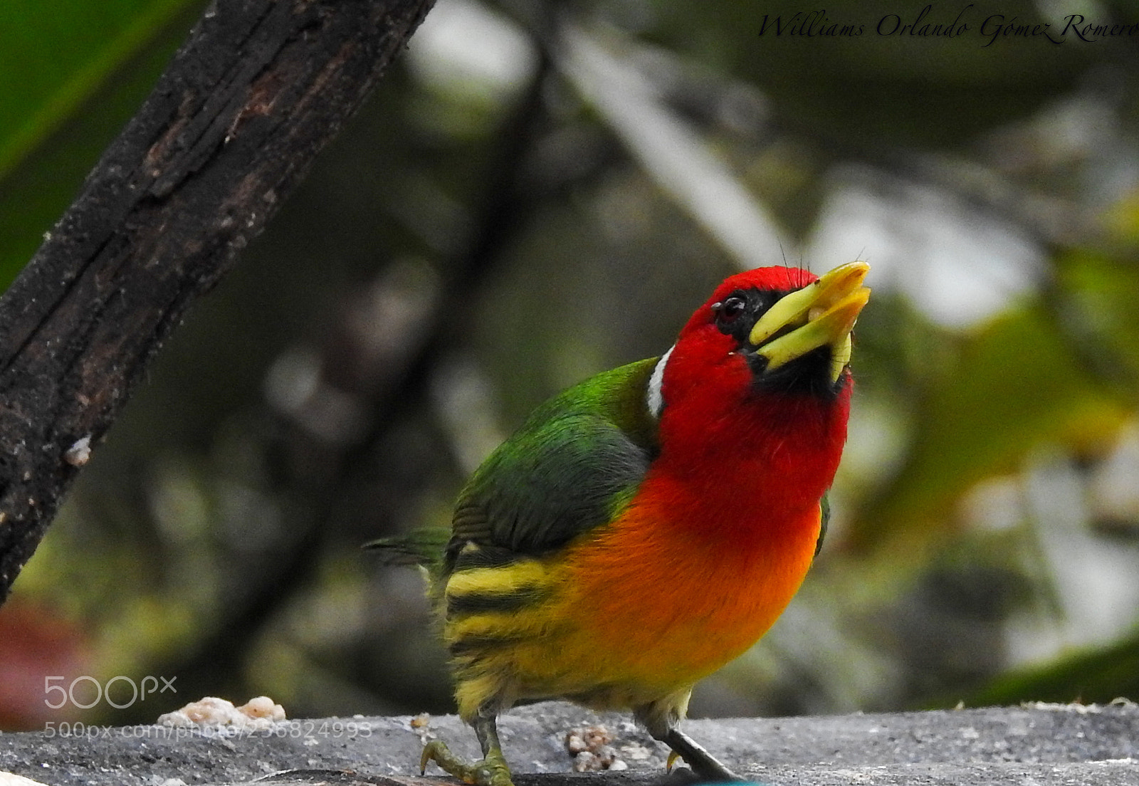 Nikon Coolpix P900 sample photo. Torito cabecirojo photography