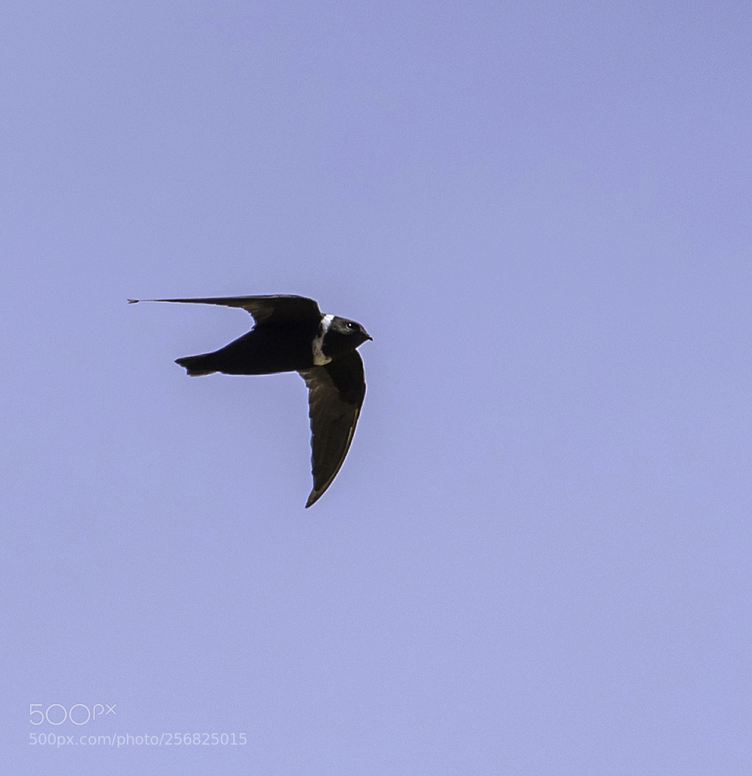 Nikon D750 sample photo. White collared swift photography