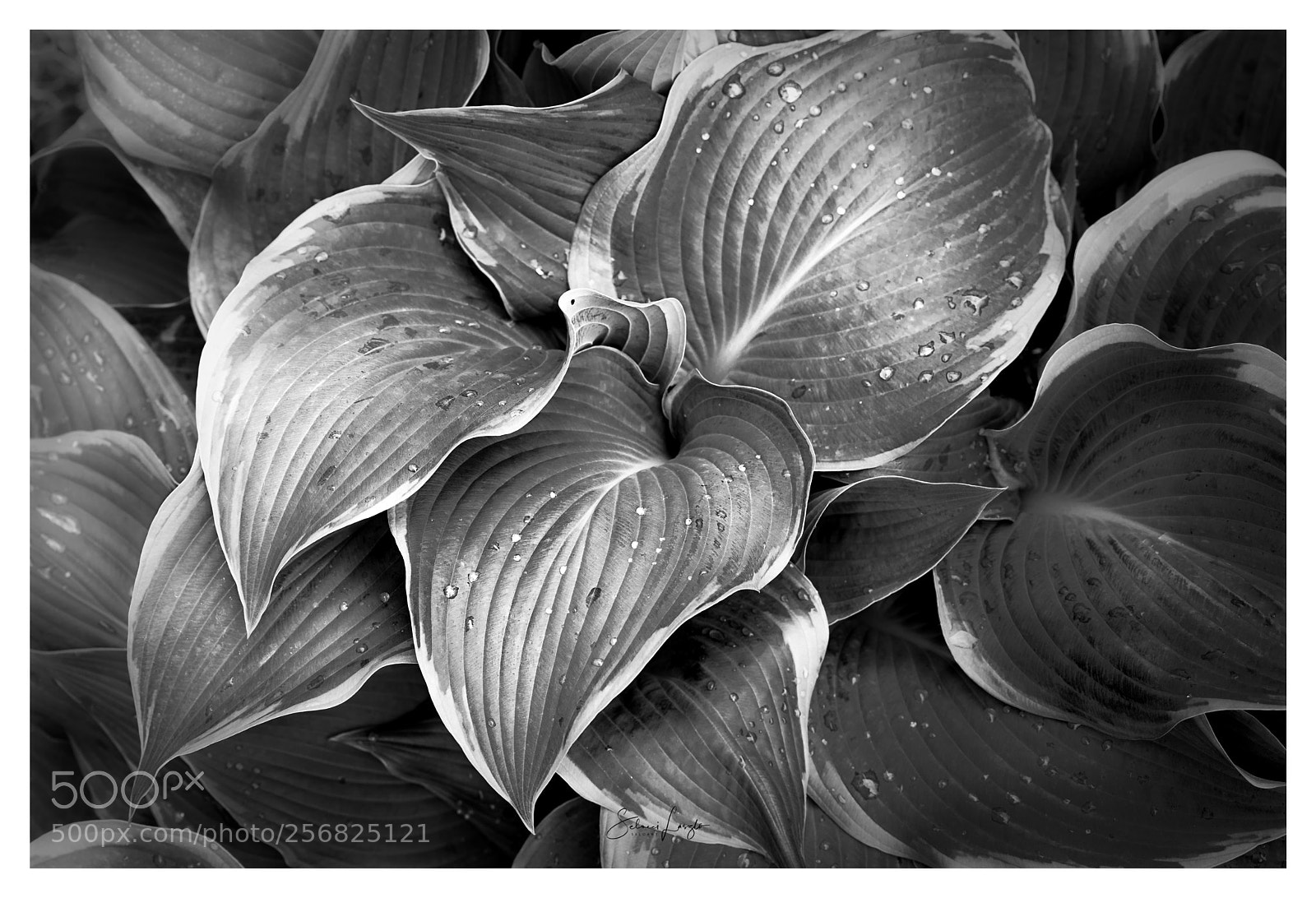 Nikon D750 sample photo. B&w flower photography