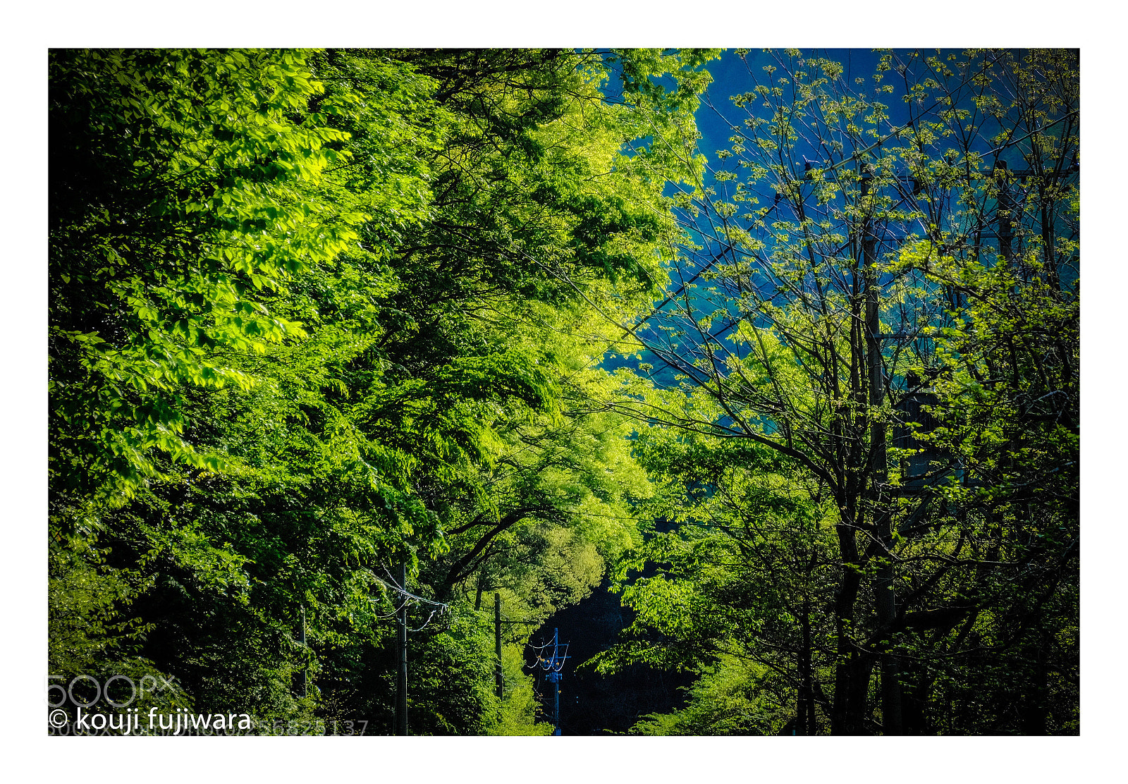 Fujifilm X-T2 sample photo. Tender bright green...the season photography