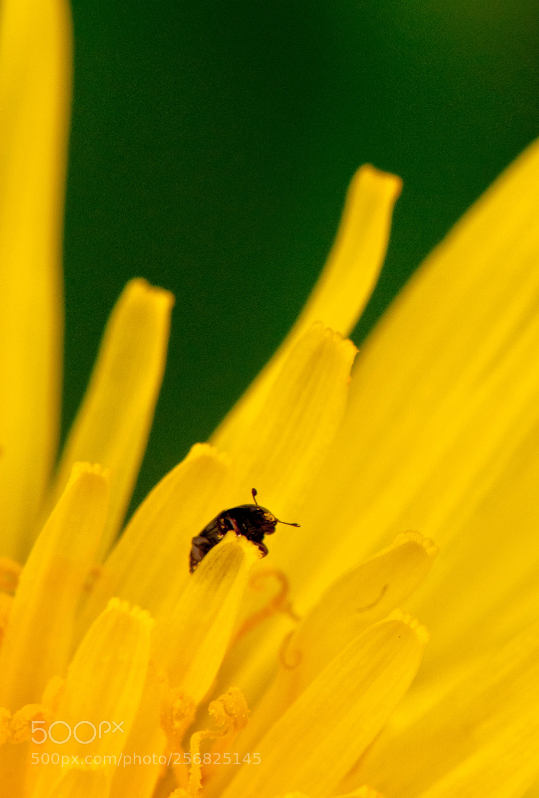 Nikon D5000 sample photo. Bug on flower photography