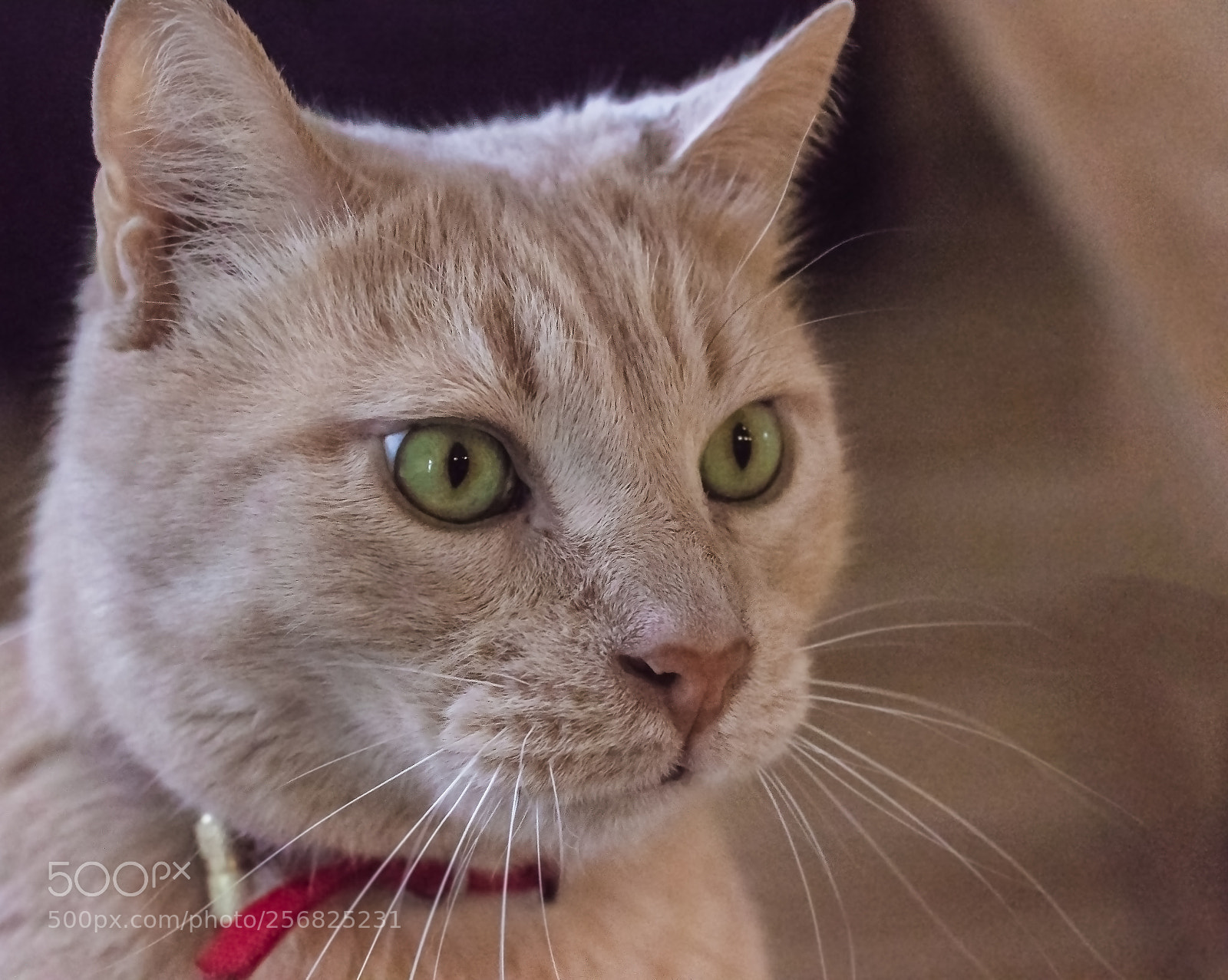 Canon EOS 800D (EOS Rebel T7i / EOS Kiss X9i) sample photo. Caramel, the cat photography