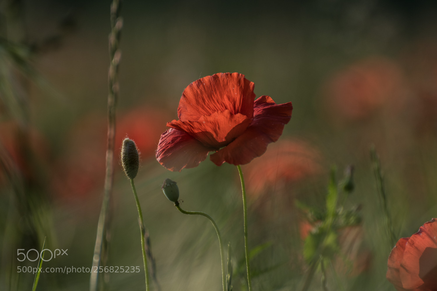 Nikon D5500 sample photo. Rosso... photography