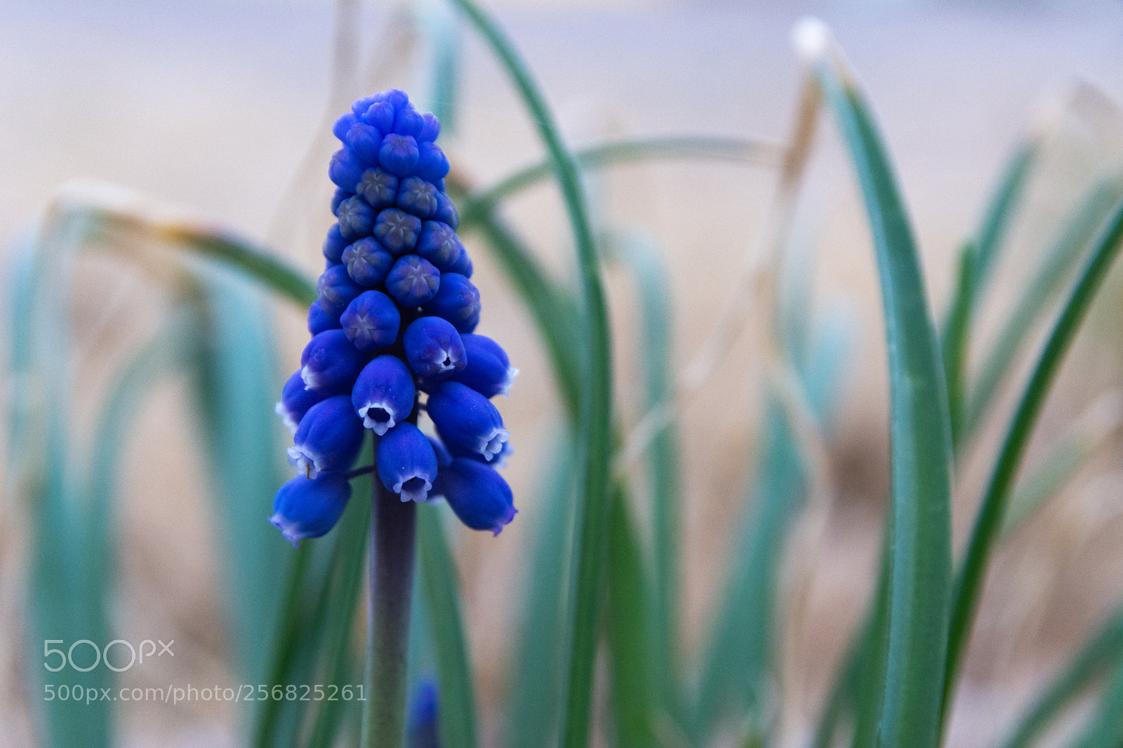 Nikon D7100 sample photo. Grape hyacinth in springtime photography