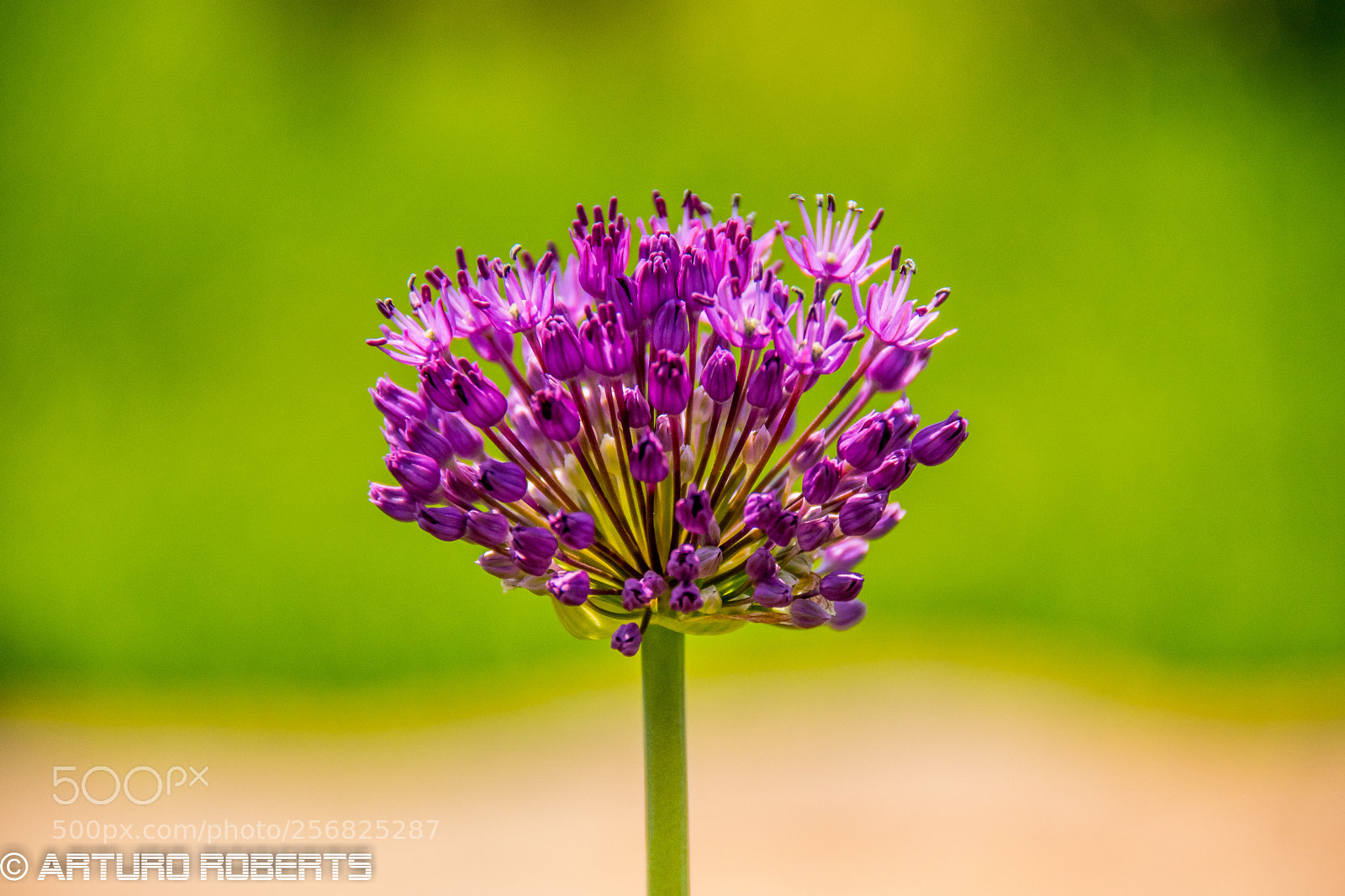 Nikon D5500 sample photo. Spring bloom 2 photography