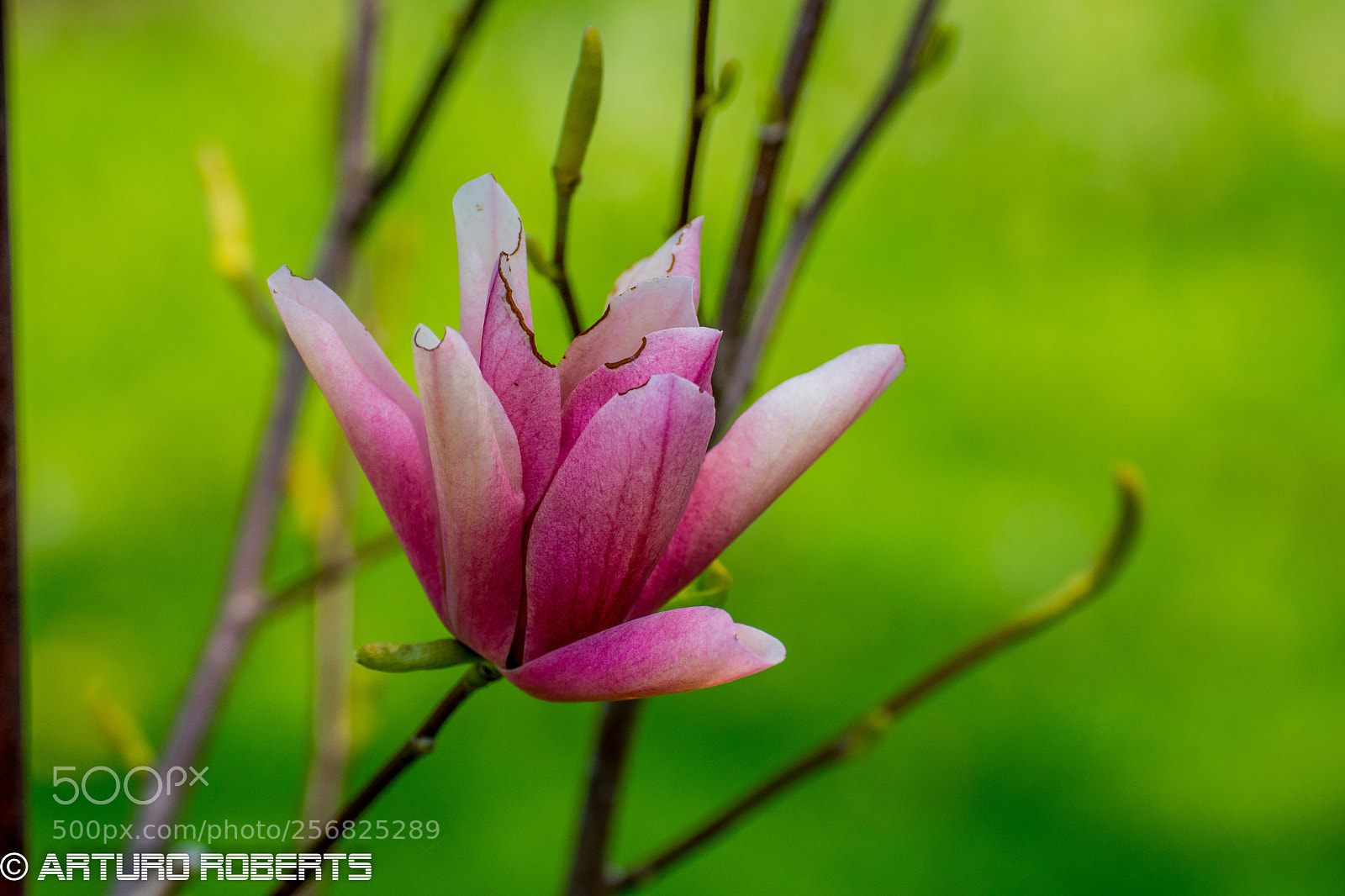 Nikon D5500 sample photo. Spring bloom 1 photography