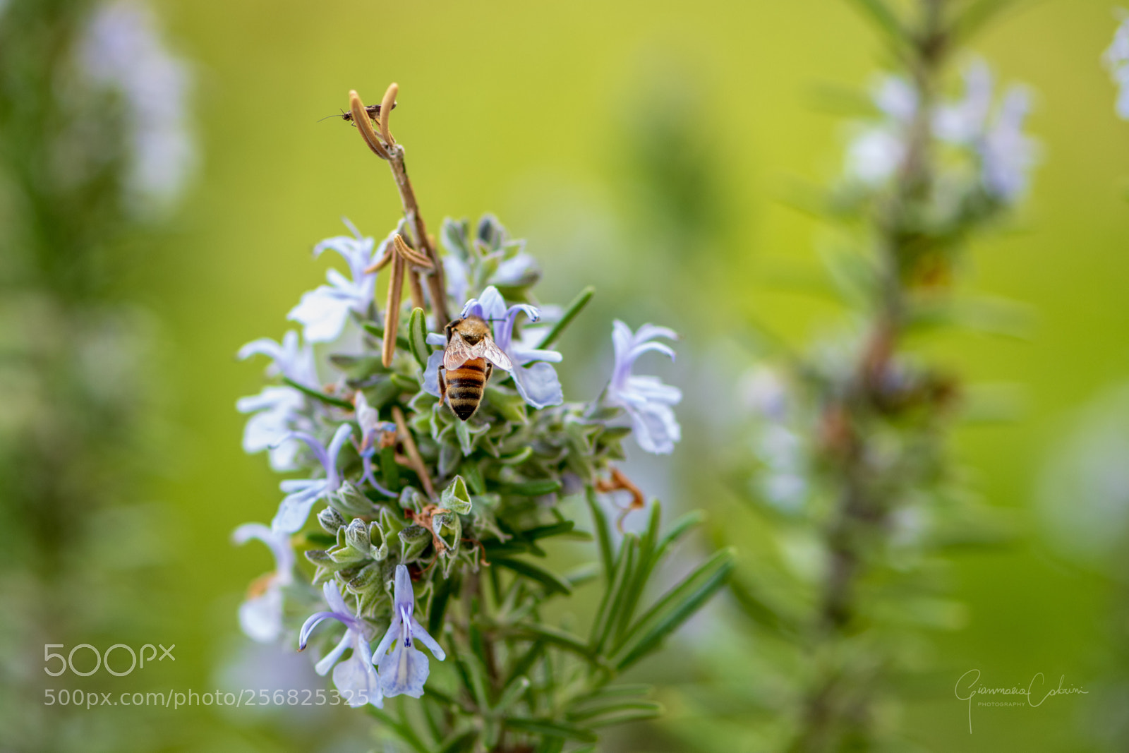 Nikon D850 sample photo. Rendez-vous on the rosemary photography