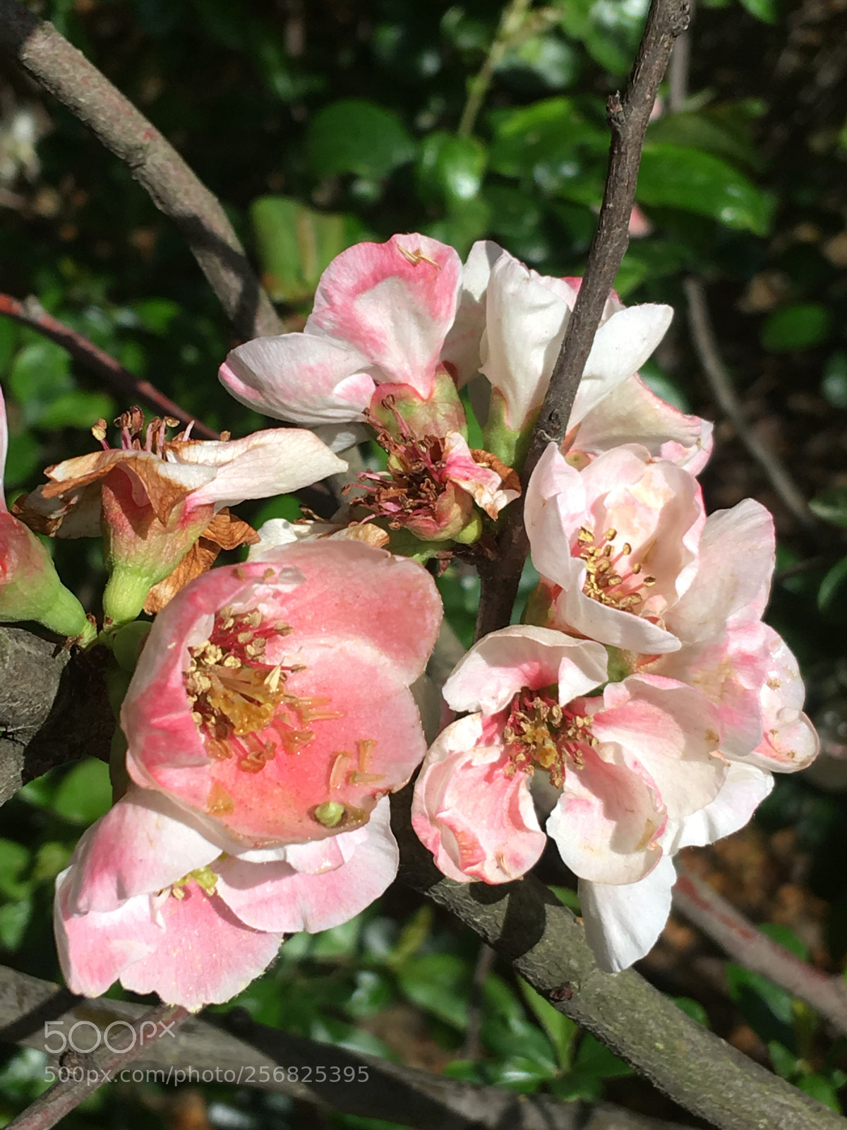 Apple iPhone SE sample photo. Untitled photography