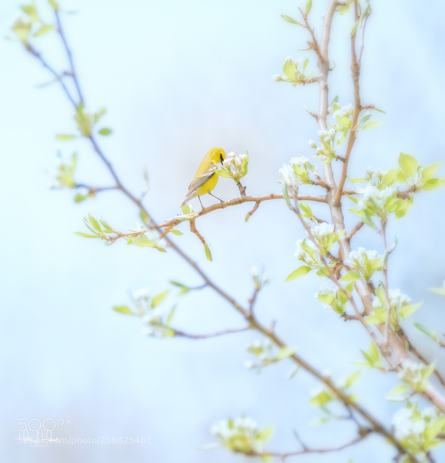 Nikon D810 sample photo. Blue winged warbler photography