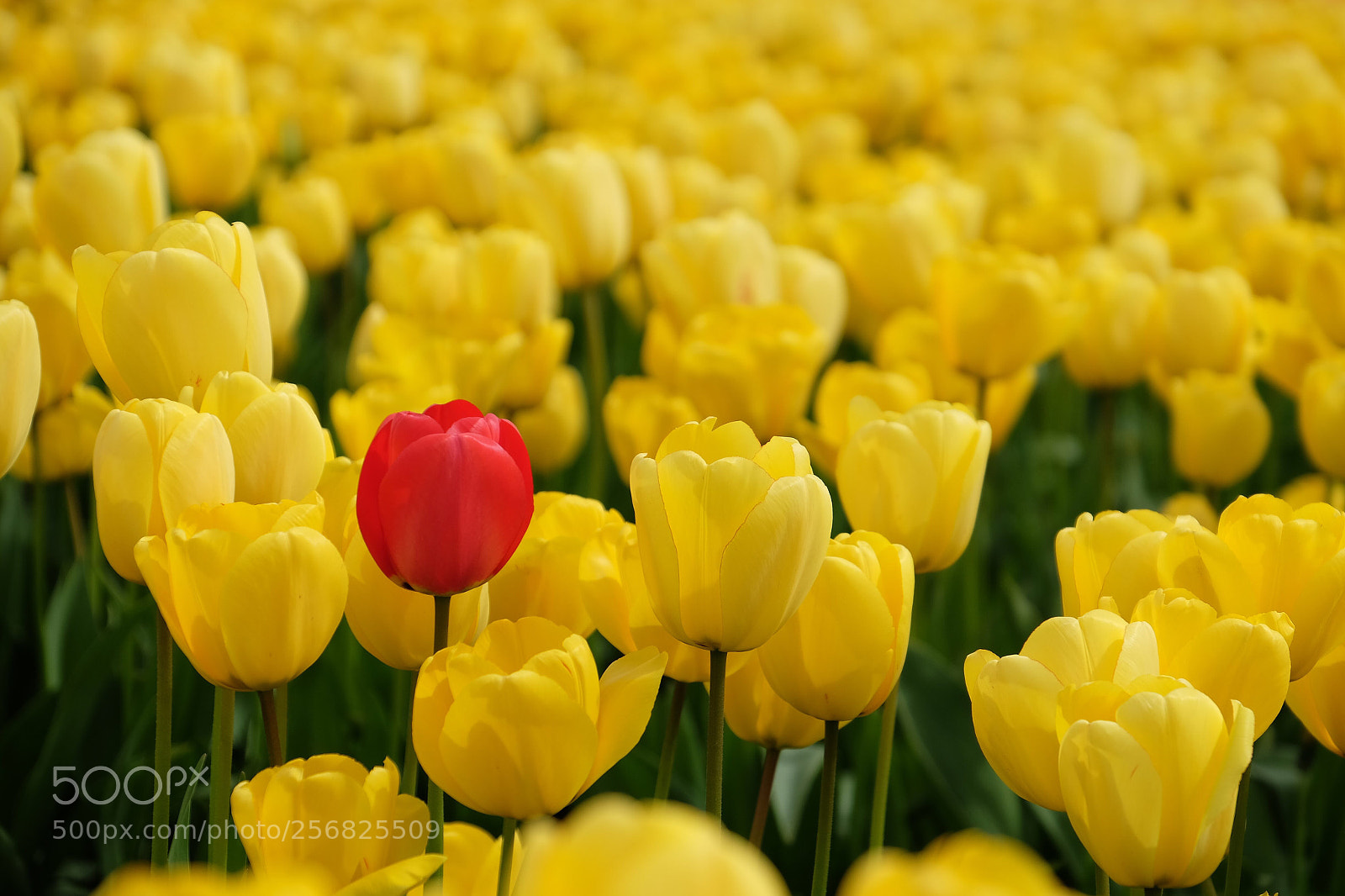 Fujifilm X-T10 sample photo. Untitled photography