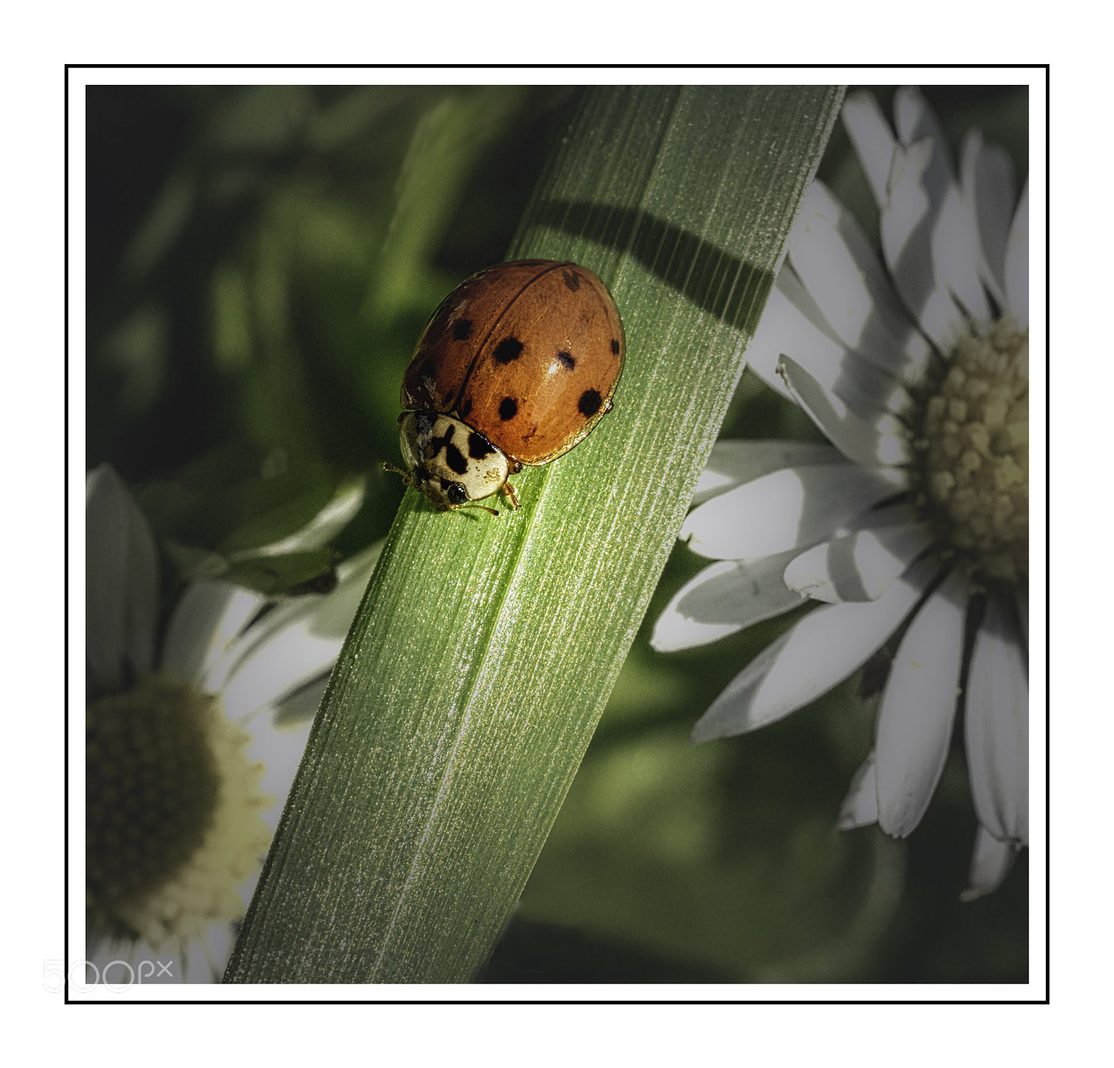 Olympus OM-D E-M5 II sample photo. Ladybird highway photography