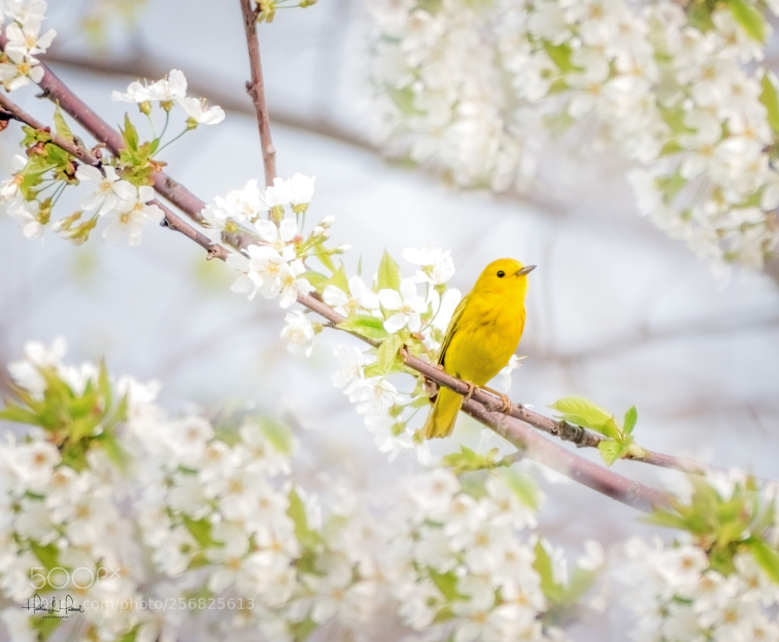 Nikon D810 sample photo. Yellow warbler photography