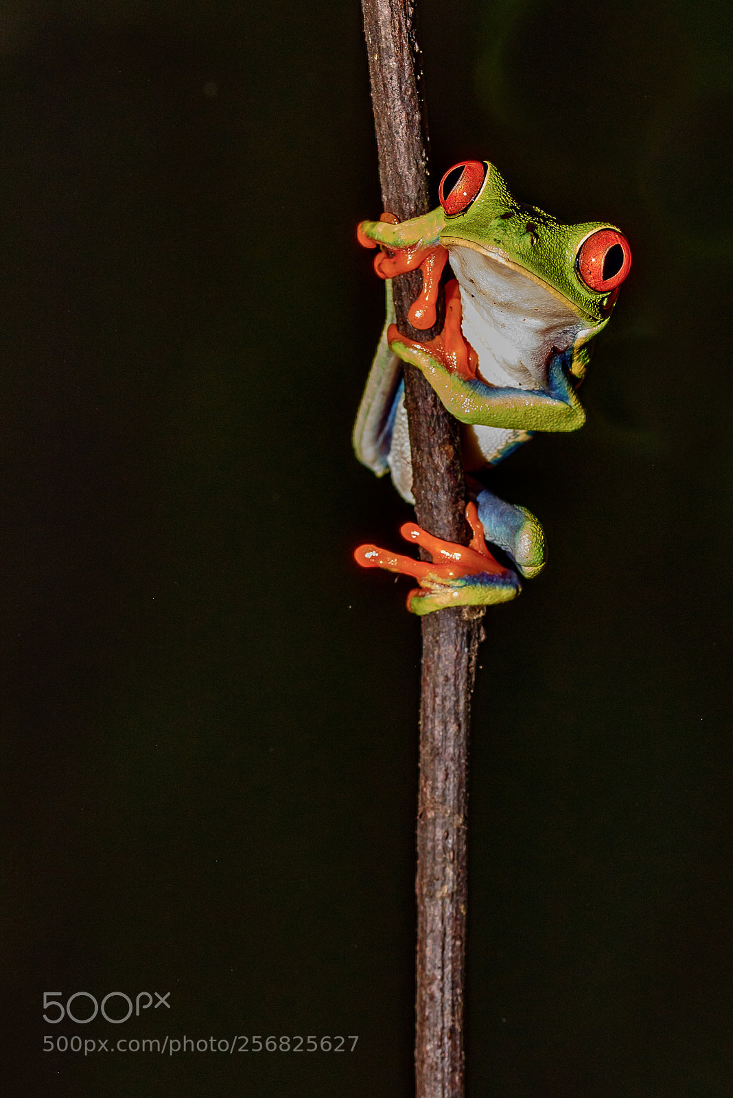 Nikon D810 sample photo. Red-eyed tree frog photography