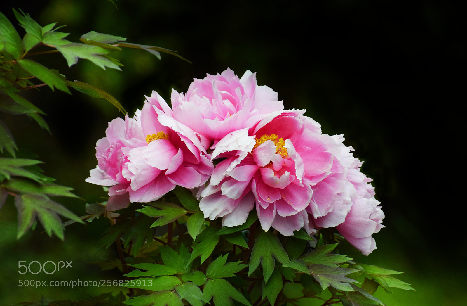 Nikon D3300 sample photo. Peony (8) photography