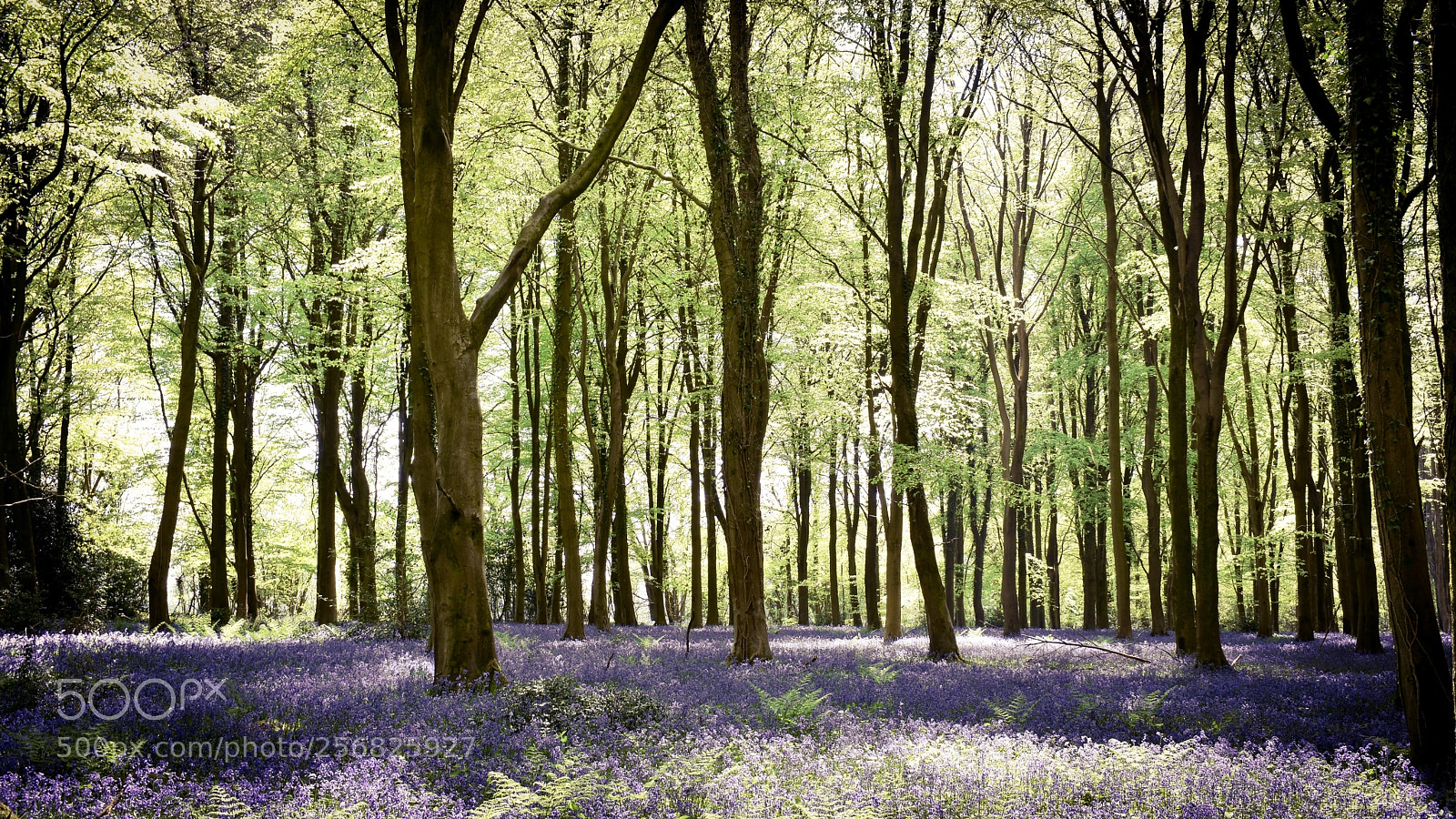 Nikon D5600 sample photo. Blubells photography