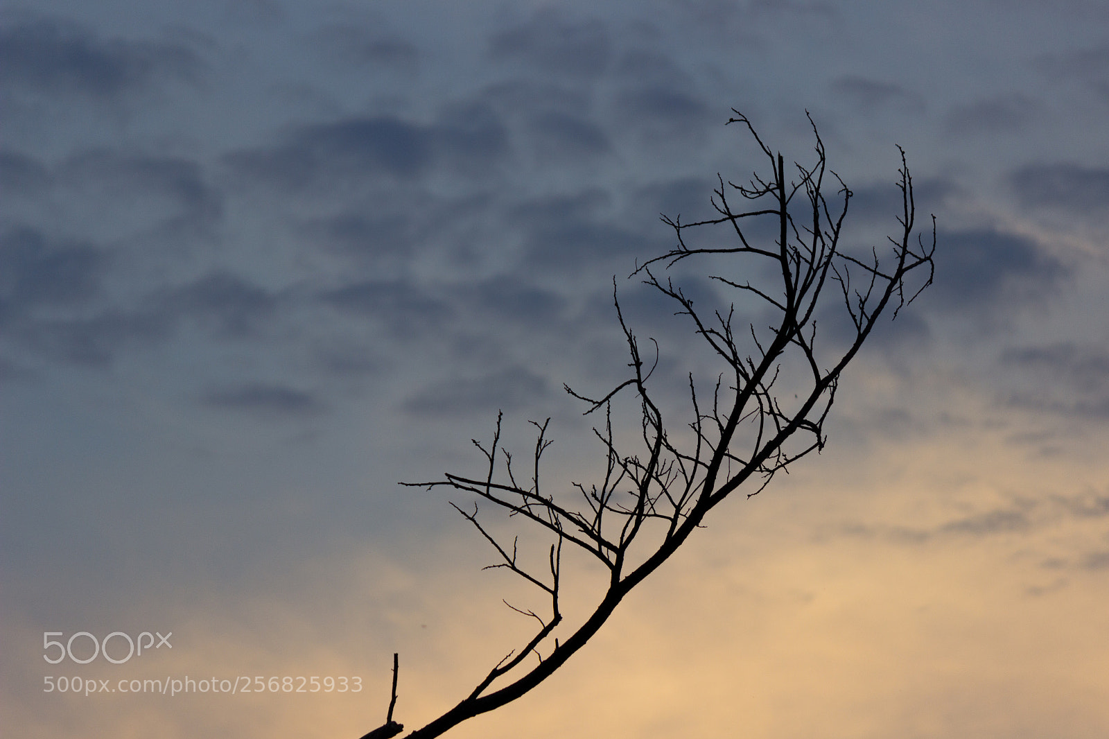 Canon EOS 600D (Rebel EOS T3i / EOS Kiss X5) sample photo. Rama del atardecer photography