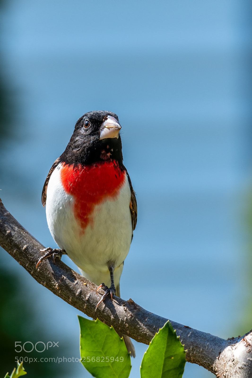 Nikon D850 sample photo. Rub breasted grossbeak photography