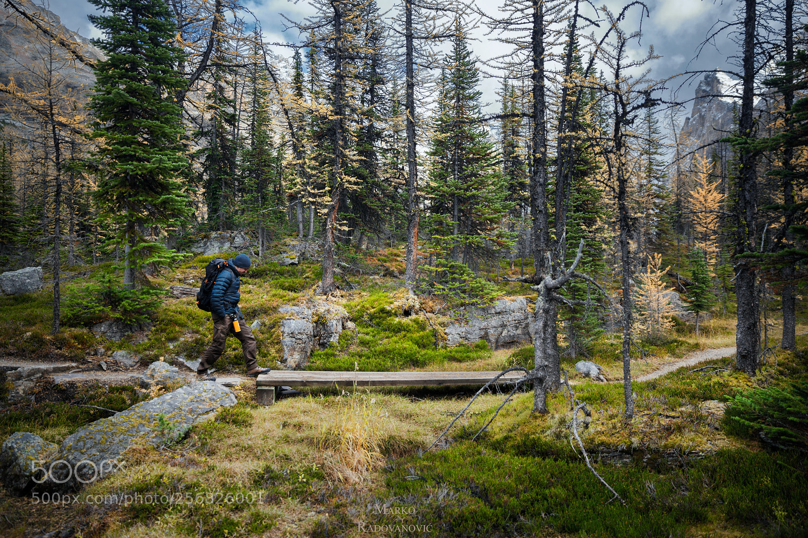 Canon EOS 6D sample photo. Trail in the forest photography