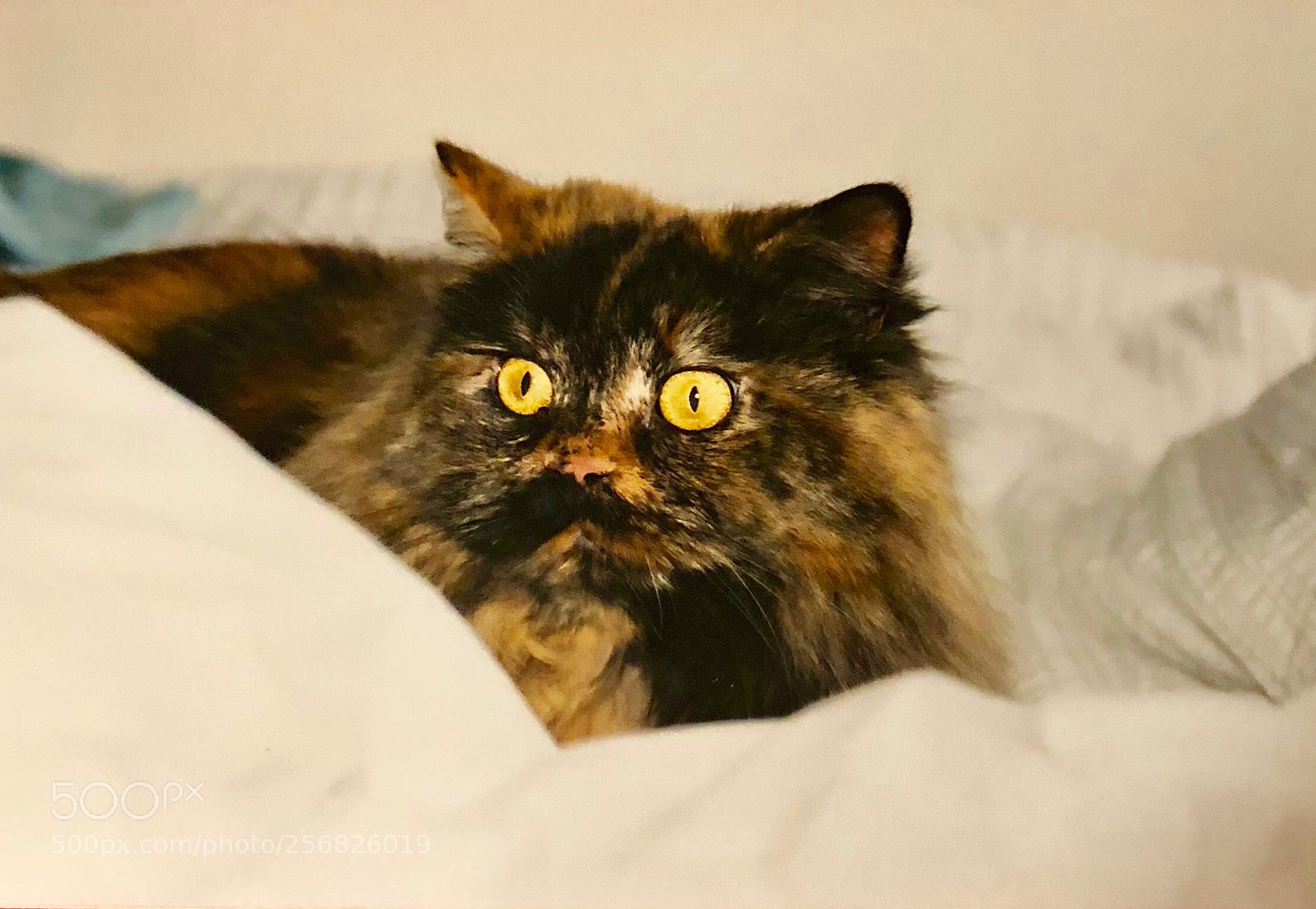 Apple iPhone X sample photo. Untitled photography