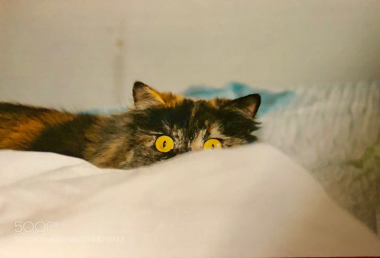 Apple iPhone X sample photo. Untitled photography