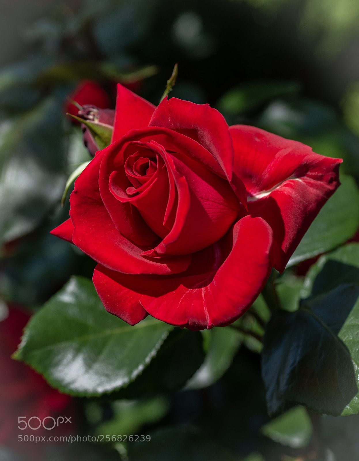 Nikon D800E sample photo. Red rose ?  photography