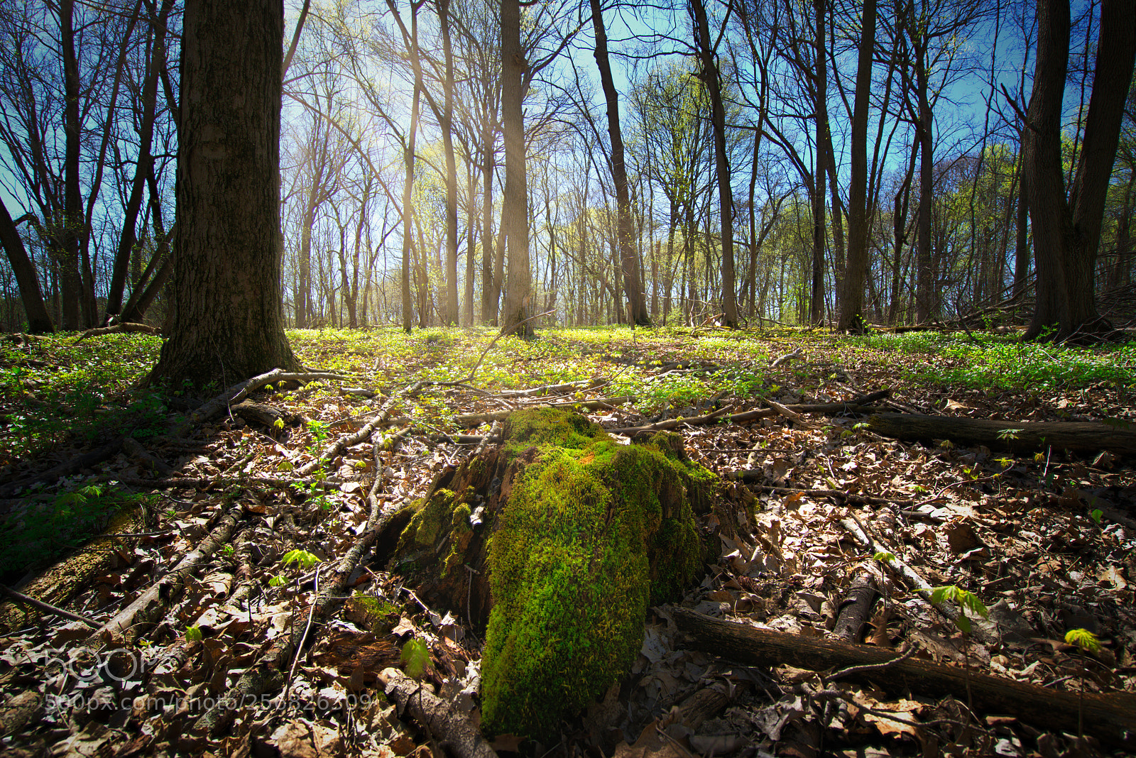 Sony a7R II sample photo. Photosynthesis stump photography