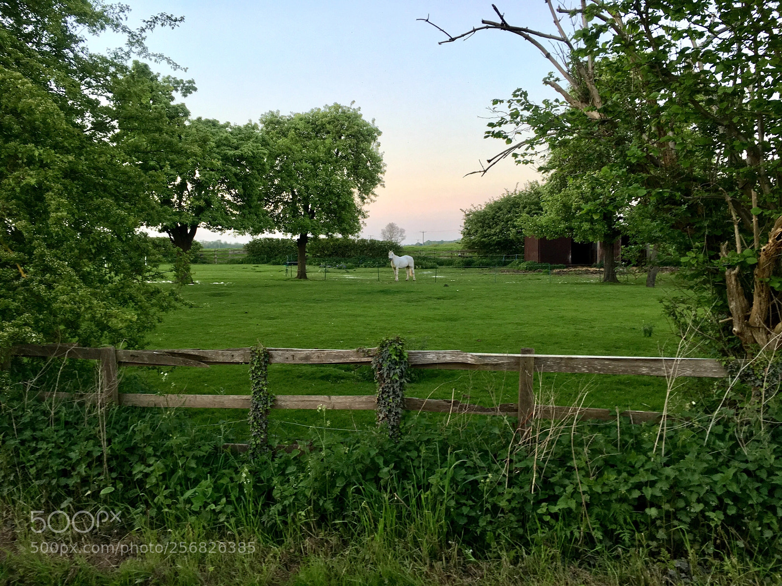 Apple iPhone SE sample photo. White horse at sunset photography