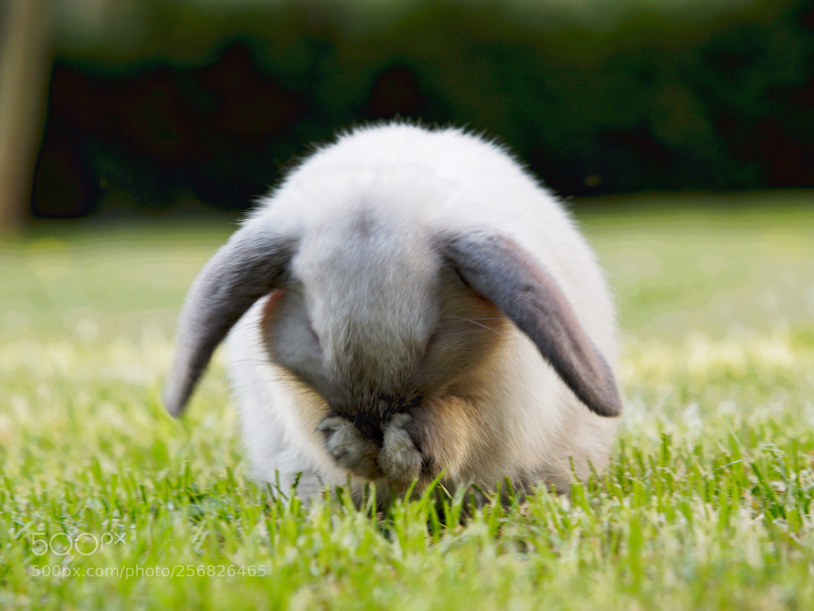 Olympus OM-D E-M1 sample photo. Animal love photography
