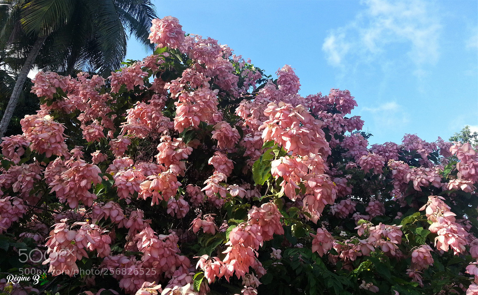 Samsung Galaxy S3 sample photo. Musaenda v tu de photography