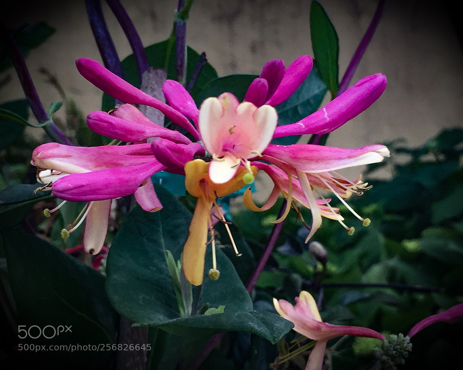 Apple iPhone 6 Plus sample photo. Honeysuckle spider photography