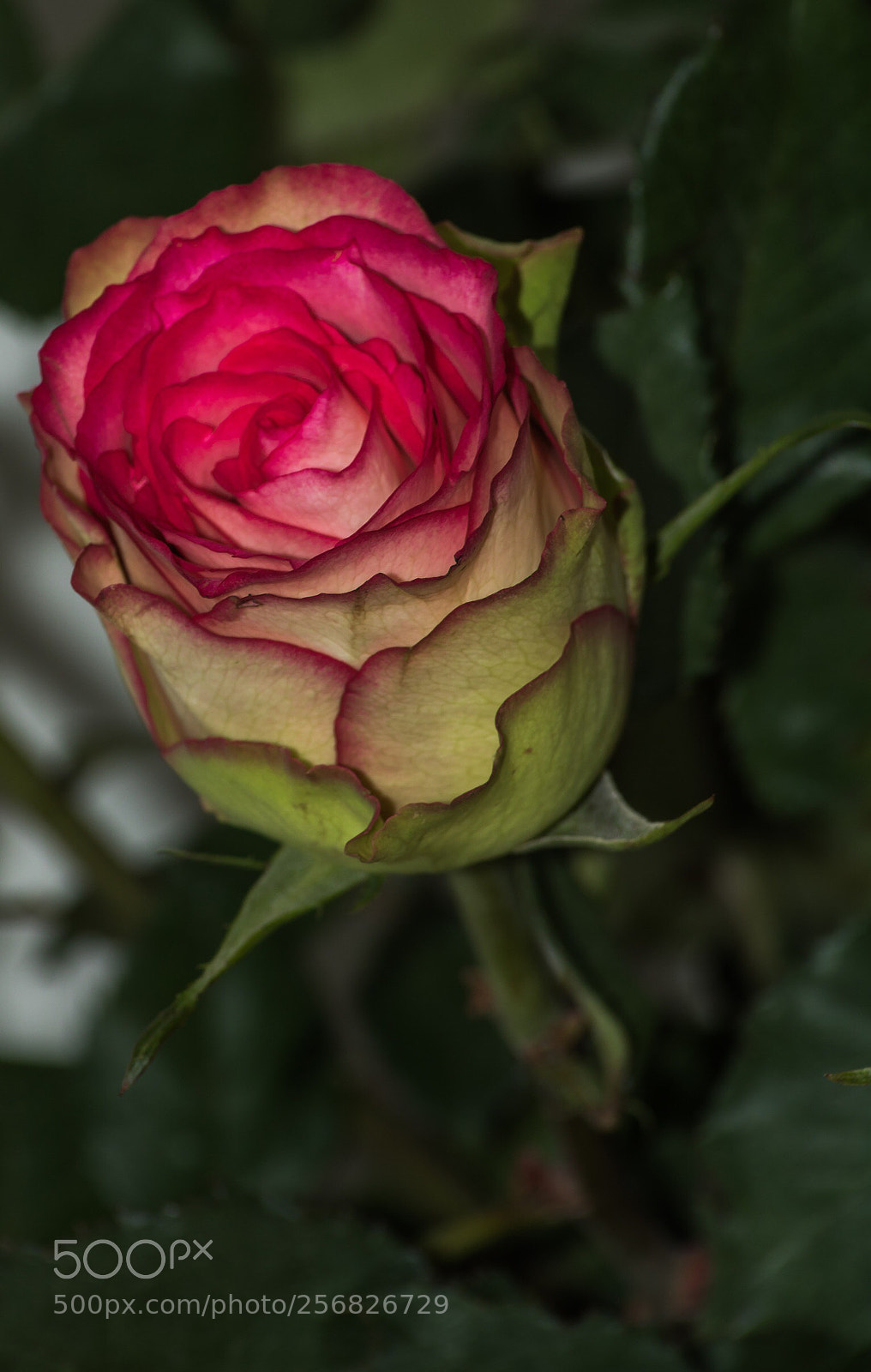 Canon EOS 760D (EOS Rebel T6s / EOS 8000D) sample photo. Untitled photography