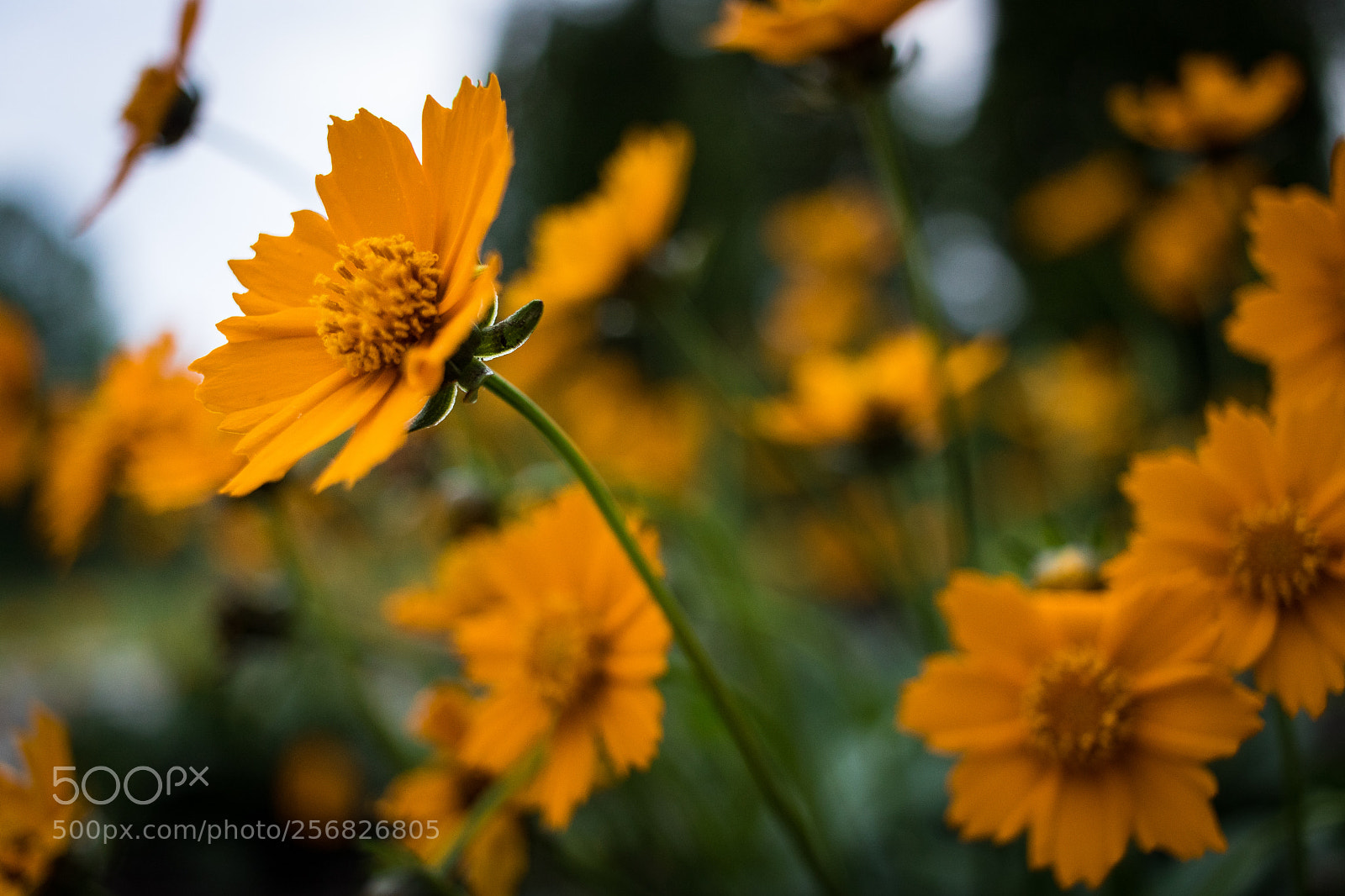 Canon EOS 750D (EOS Rebel T6i / EOS Kiss X8i) sample photo. Looking up photography