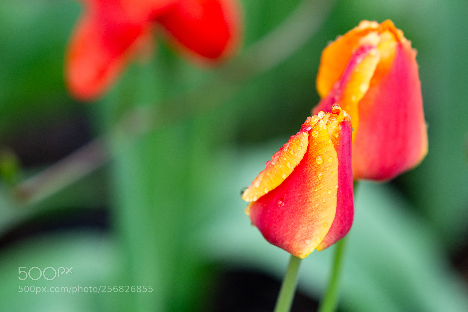 Nikon D7100 sample photo. Rainy tulips photography