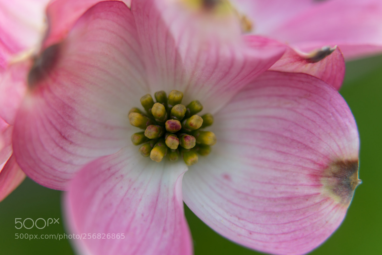 Sony a7 II sample photo. Macro dogwood flower photography