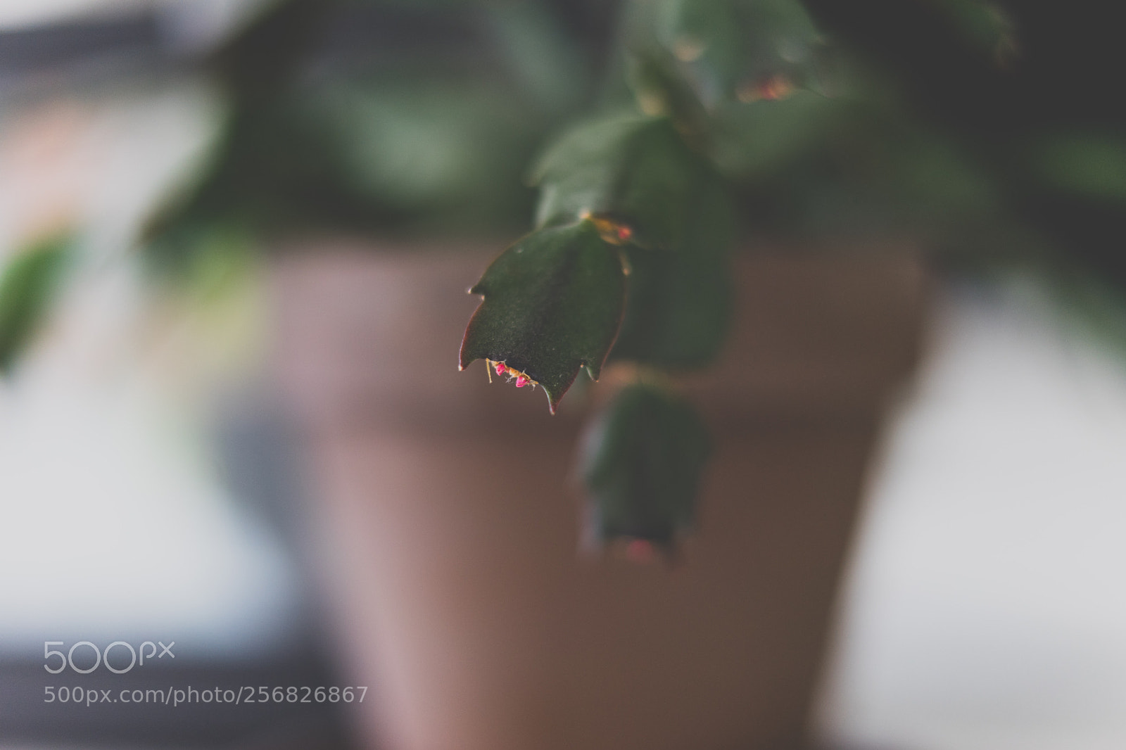 Sony a7 II sample photo. Macro christmas cactus photography