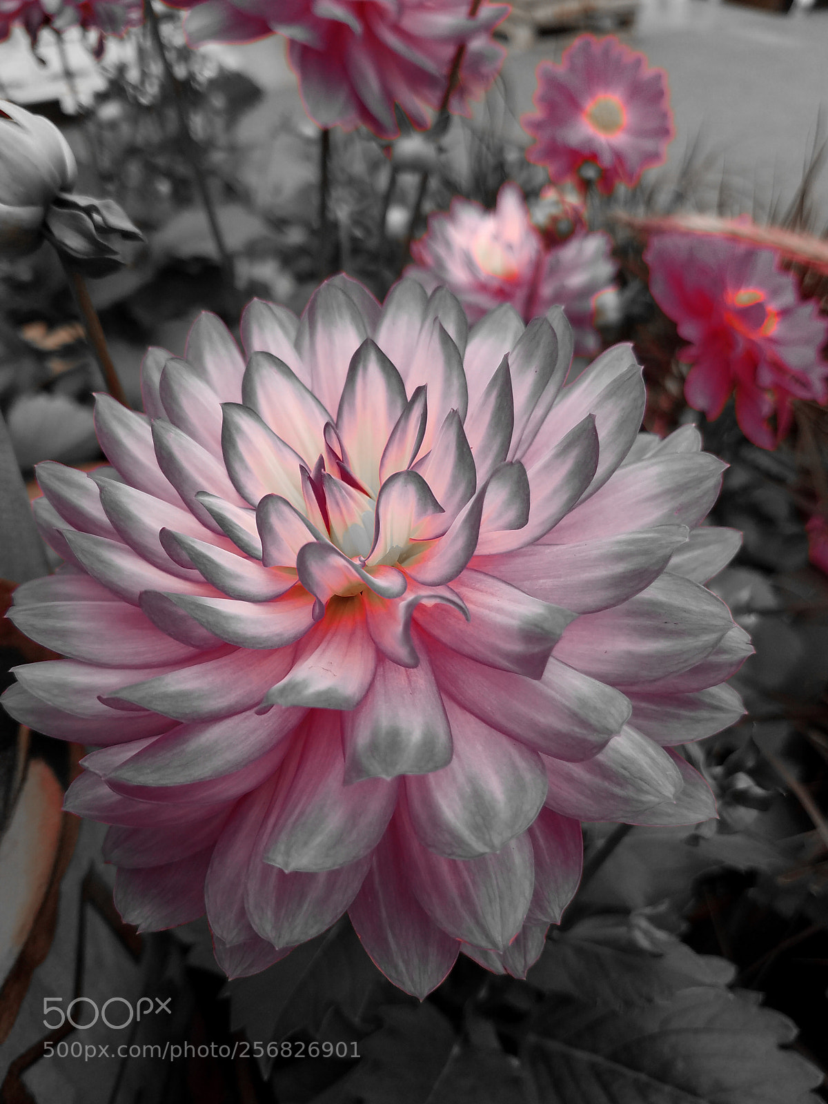 Samsung Galaxy S7 Edge sample photo. Illuminations photography