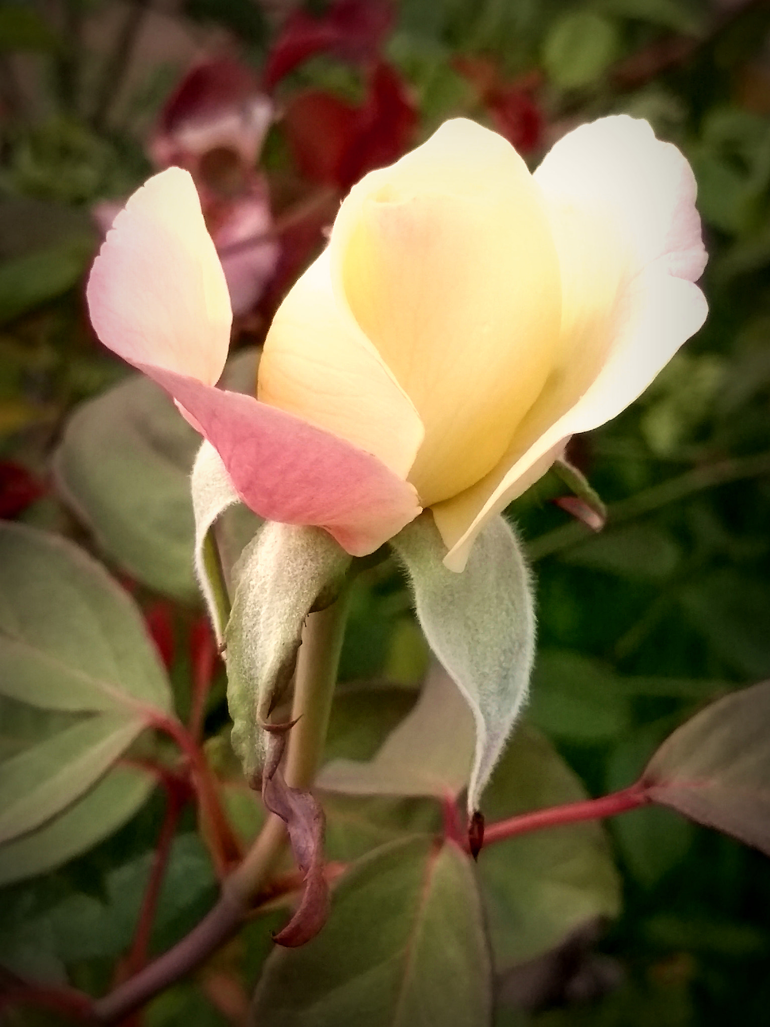 Motorola Moto G (5S) sample photo. Rosa photography