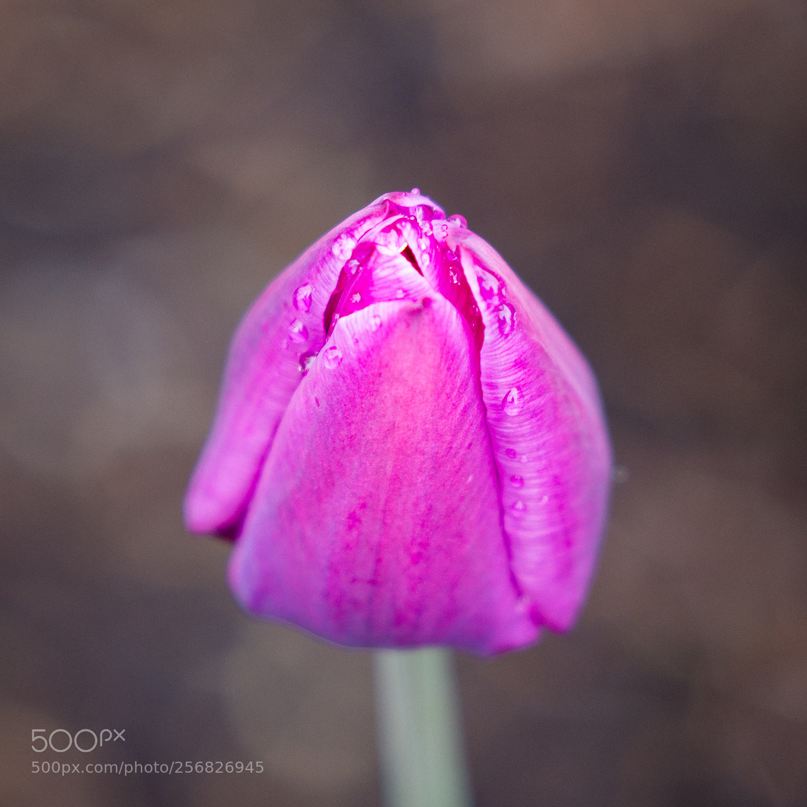 Nikon D7100 sample photo. Rainy tulip photography