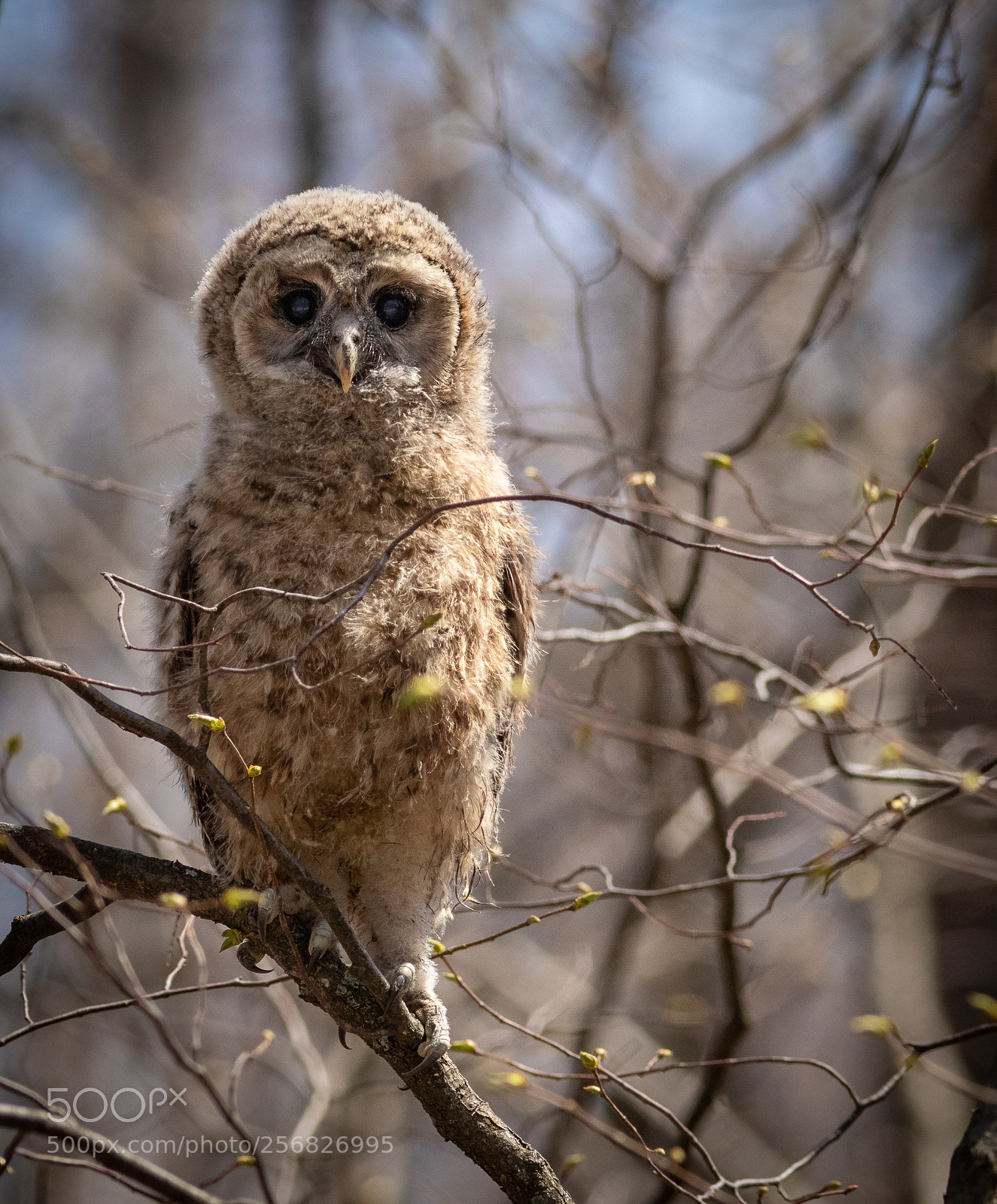 Canon EOS 7D Mark II sample photo. Barred owl fledgling #3 photography