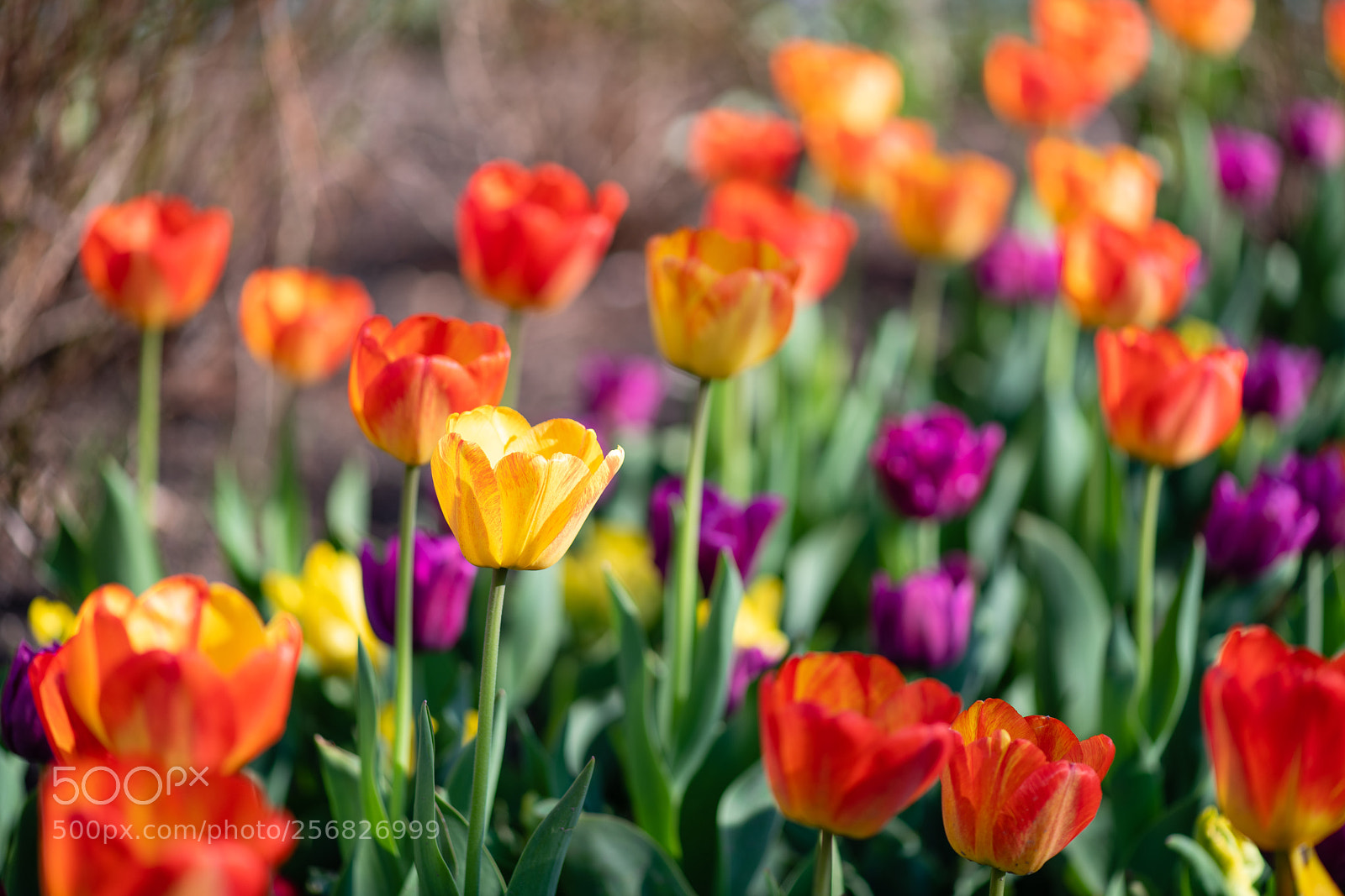 Nikon D850 sample photo. Yellow tulip photography