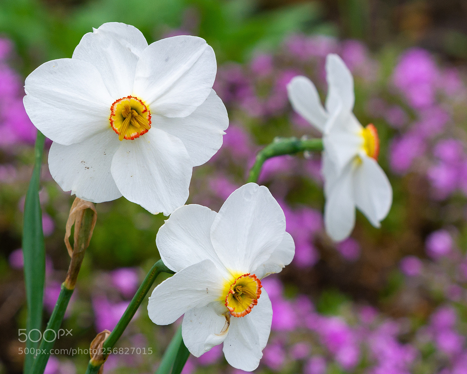 Nikon D7100 sample photo. Flowers photography