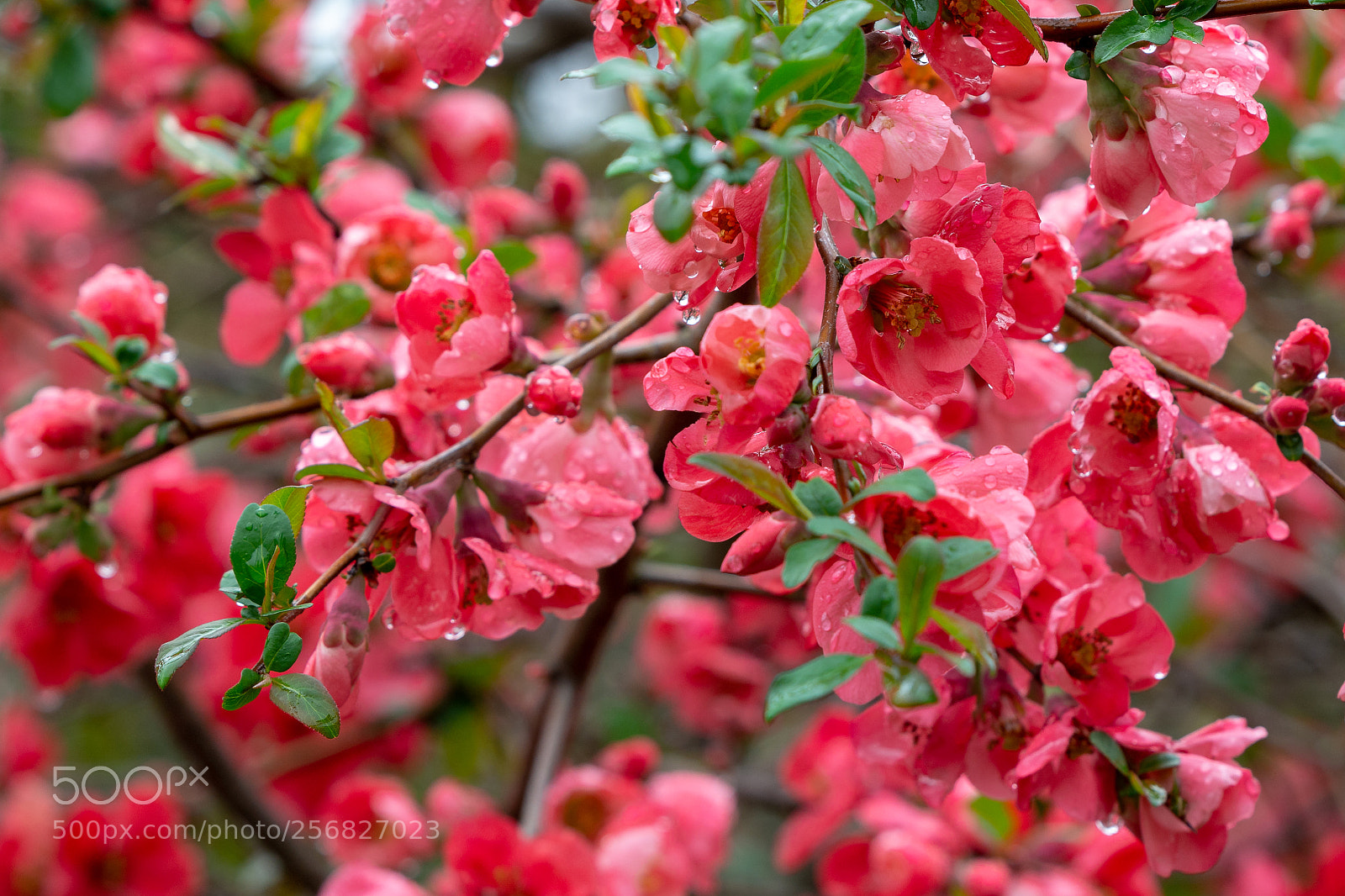 Nikon D7100 sample photo. Flowers photography