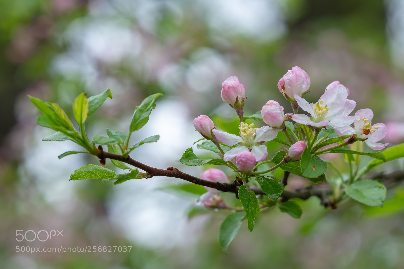 Nikon D7100 sample photo. Flowers photography