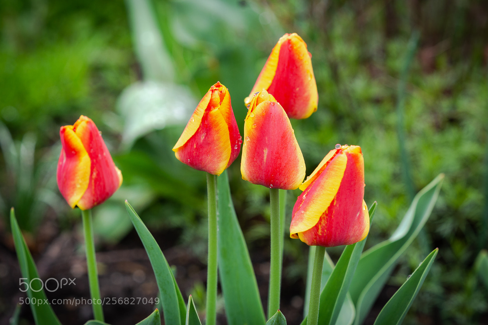 Nikon D7100 sample photo. Flowers photography