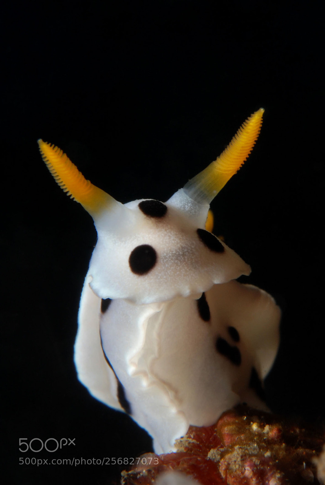 Nikon D80 sample photo. Chromodoris dianae photography