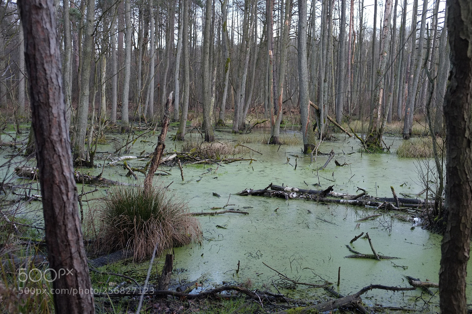 Fujifilm FinePix X100 sample photo. Biber land photography